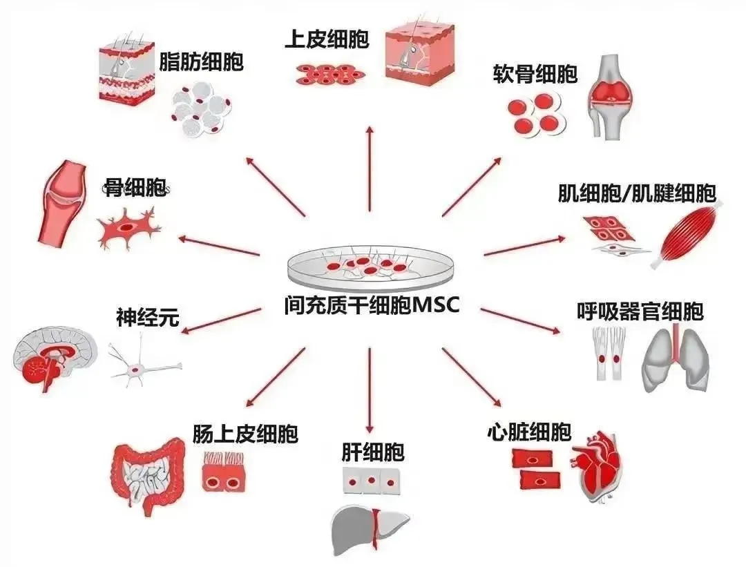 干细胞回输后，一周到三年各阶段身体有哪些变化？