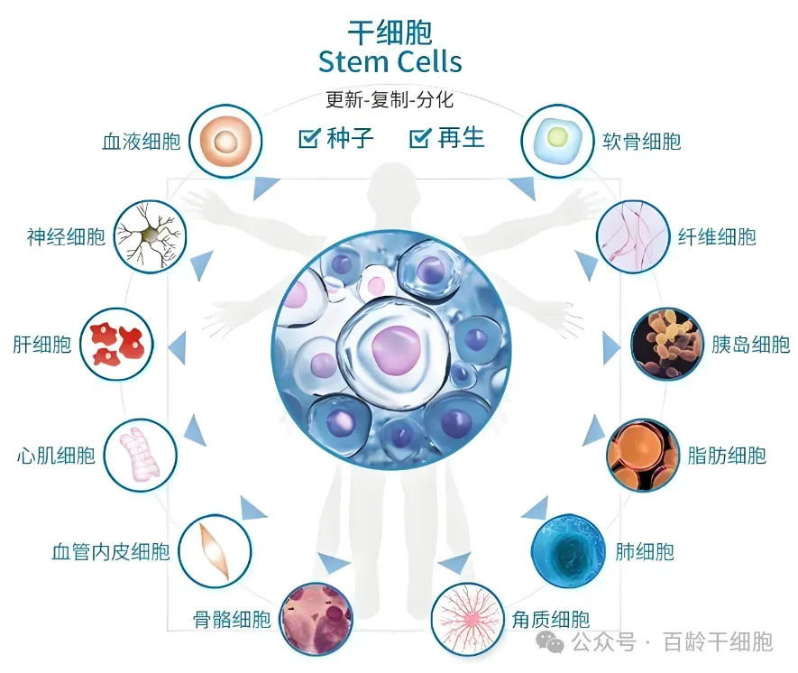 为什么越来越多的人开始打干细胞？揭秘干细胞进入人体后的“特殊能力”